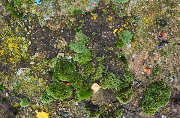 Textura de musgo no asfalto velho — Fotografia de Stock