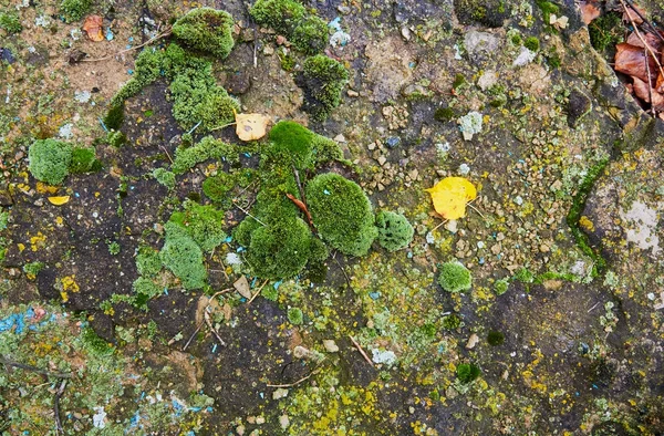 Texture di muschio nel vecchio asfalto — Foto Stock