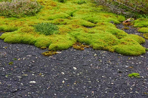 Textur von Moos im alten Asphalt — Stockfoto