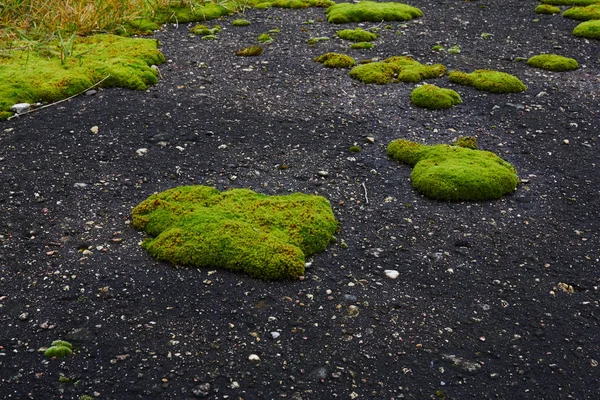 Tekstura Moss w stary asfalt — Zdjęcie stockowe