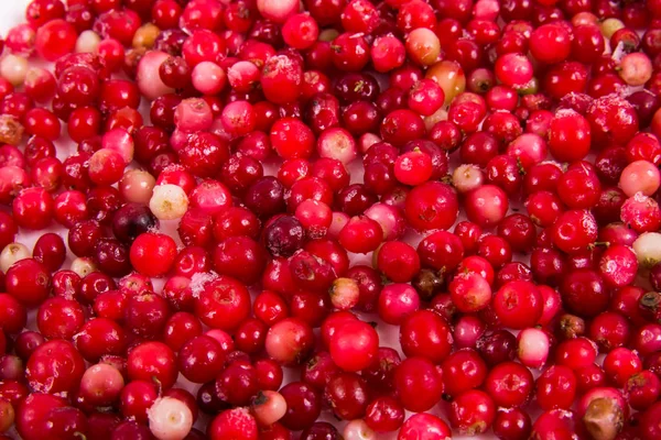 Arándanos Rojos Bayas Del Bosque — Foto de Stock