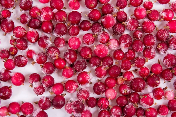 Berryred Del Grosellero Congelado Baya — Foto de Stock