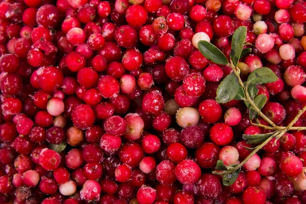 Arándanos Rojos Bayas Del Bosque —  Fotos de Stock