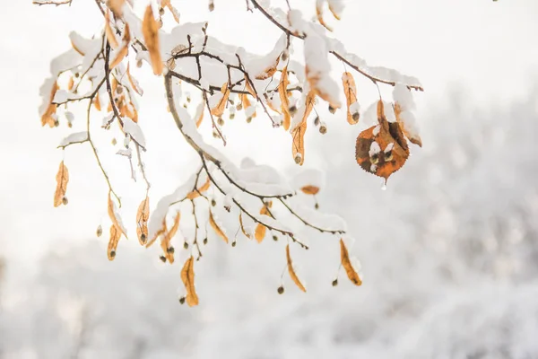 Tilia Kwiaty Pomarańczowy Śniegu Zimą — Zdjęcie stockowe