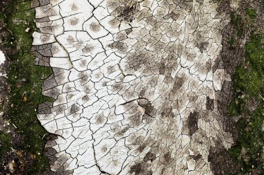 doku kırık dünya, kil, yeşil, beyaz çatlamak