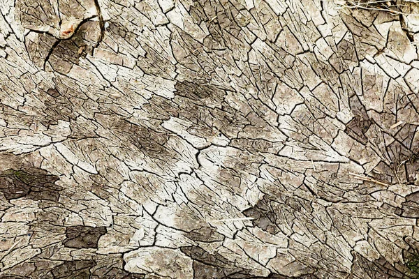 Cracked Earth Texture Clay Green White Crack — Stock Photo, Image