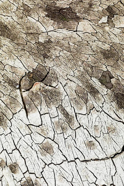 Textura Tierra Agrietada Arcilla Verde Grieta Blanca —  Fotos de Stock