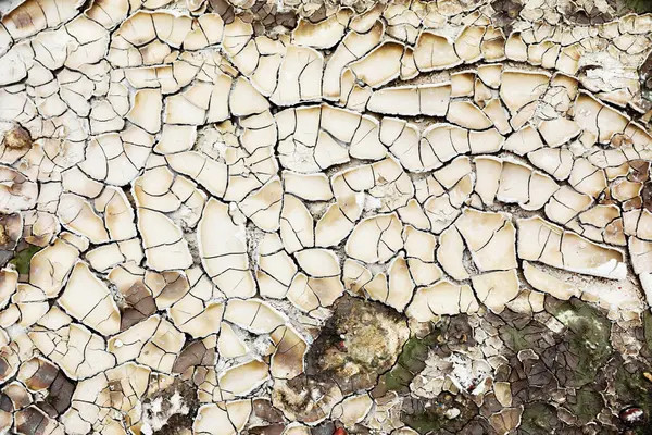 Tekstur Bumi Retak Tanah Liat Hijau Retak Putih — Stok Foto