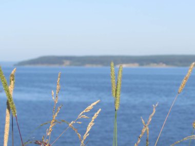 Sadece bir çim, başka bir şey değil.