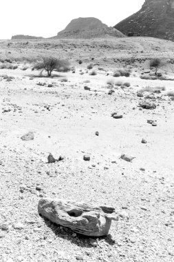 Siyah ve beyaz taş ağaç dağ çöl kompozisyon rock.