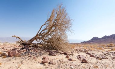 Çöl ağaç dağlar landscspe kompozisyon aralığı.