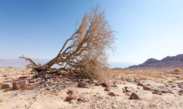 Çöl ağaç dağlar landscspe kompozisyon aralığı.