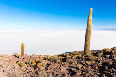 Bolivya büyük kaktüsler Salar De Uyuni Adaları dağlar doğal manzara.
