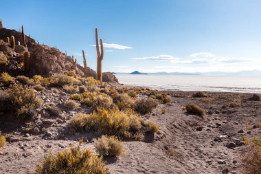 Bolivya büyük kaktüsler Salar De Uyuni Adaları dağlar doğal manzara.