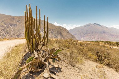 Kaktüs pland büyük yeşil dağların Bolivya seyahat çöl. 