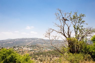 Ağaç bush Jerusalem oturan siyah kuzgun karga kuş.