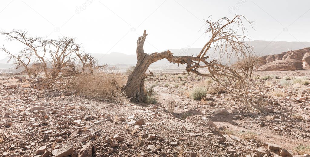 Desert tree dry dead branch stone mountains ridge landscape.