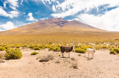 Llamas anne ve bebek Bolivya dağ Vadisi otlatılması. 