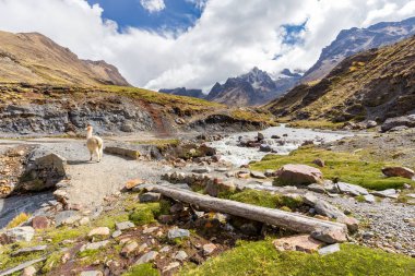 Yürüyüş Lama azgın dağ nehir dere Kanyon gorge görünümü peyzaj üzerinde köprüyü geçtikten Cordillera Vilcanota, Peru Andes Dağları seyahat.
