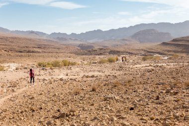 Dört backpackers Hiking trail, Negev Çölü, İsrail.