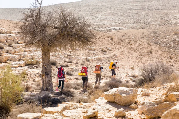 Fyra backpackers vandring trail nära träd, Negev-öknen, Israel. — Stockfoto