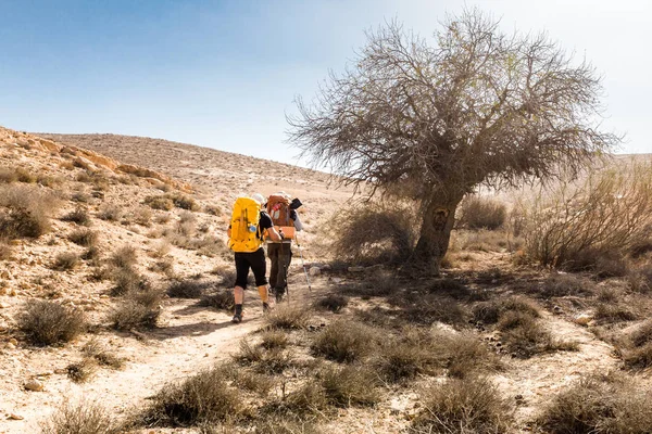 Deux randonneurs près d'un arbre, désert du Néguev, Israël . — Photo