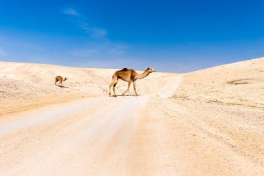 İki Develer çöl yol otlatılması, Dead sea, İsrail geçiş.