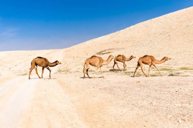 Dört deve karavan çöl yol otlatılması crossing, ölü deniz, gibi
