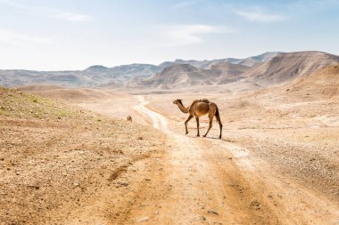 İki Develer çöl yol otlatılması, Dead sea, İsrail geçiş.