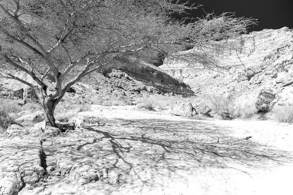 Ağaç dalı gölgeler siyah ve beyaz doku. — Stok fotoğraf