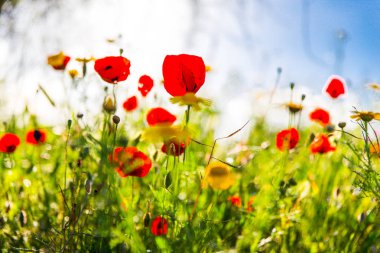 Renkli kırmızı ve sarı çiçekler alan yakınlaştırma.