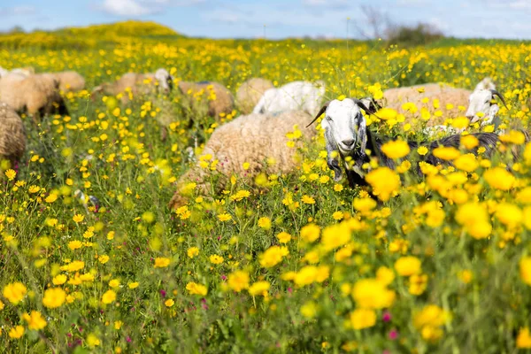 Sheep herd pasturing blossoming flowers field. — Stock Photo, Image