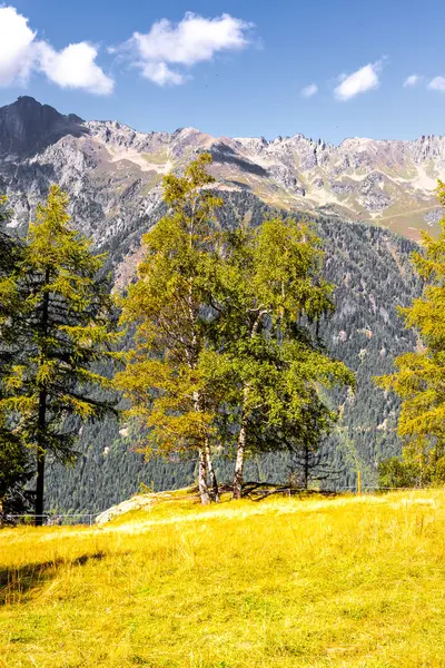 Birch δέντρα αλπικό τοπίο λιβάδι βουνά, Chamonix. — Φωτογραφία Αρχείου