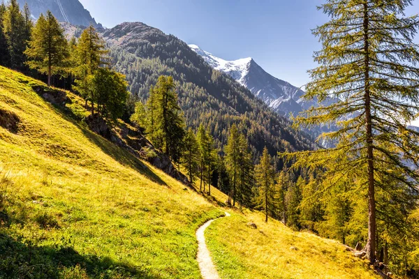 Trilha florestal, Mont Blanc paisagem de cume de montanha, Chamonix . — Fotografia de Stock
