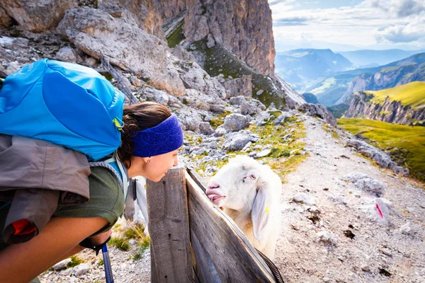 Молодая Женщина Турист Улыбается Взаимодействующие Белые Овцы Ферма Альпийских Горных — стоковое фото