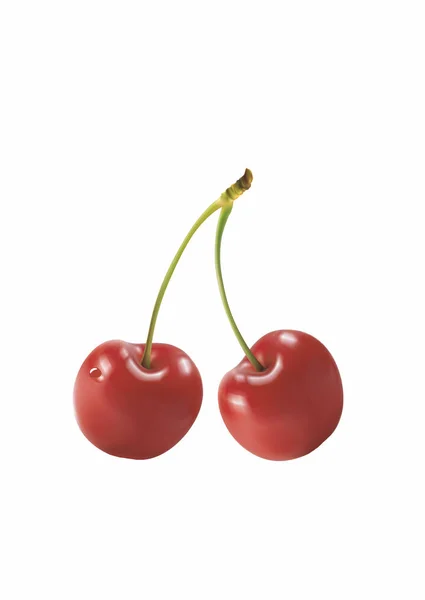 Two cherries vector — Stock Vector