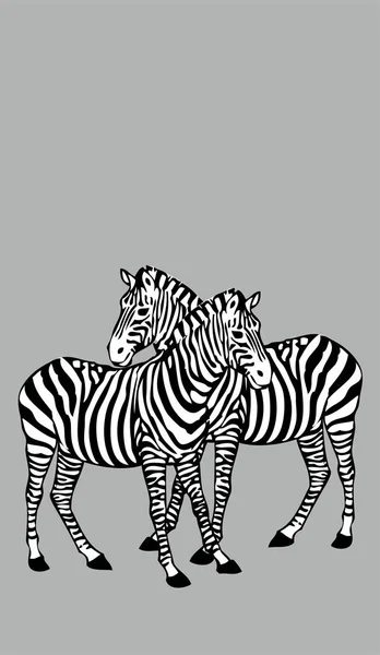 Deux zèbres sur fond gris — Image vectorielle