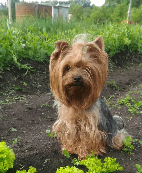 Yorkshire Terrier köpek köyünde niteliğine