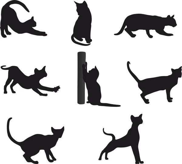 kedi vektör siluet set