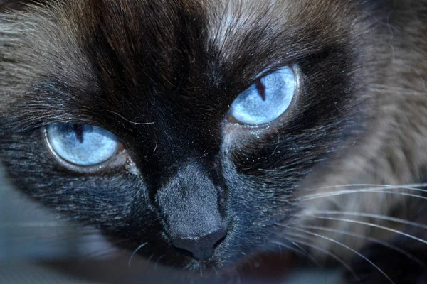 Gato Perto Olhos Azuis — Fotografia de Stock