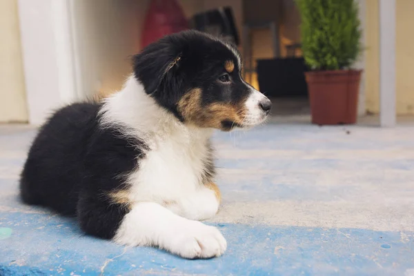 屋外の床に横たわってかわいい犬 — ストック写真