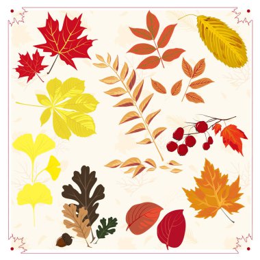 Farklı renkli sonbahar yaprakları kümesi