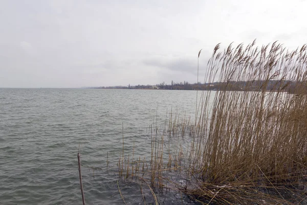 Cañas en Balaton — Foto de Stock