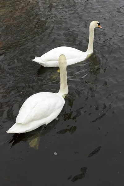 Cisnes em Balaton — Fotografia de Stock