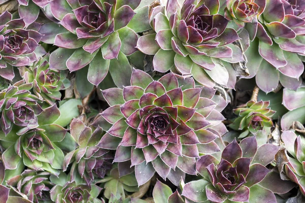 Stonecrop flower — Stock Photo, Image