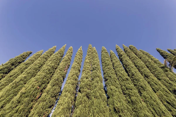 폴렌 사에 있는 측백나무들 — 스톡 사진