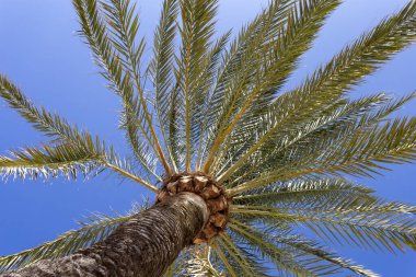 Sahilde palmiye ağacı