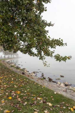 Balaton gölündeki ördekler