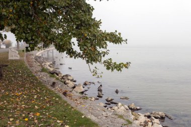 Balaton gölündeki ördekler