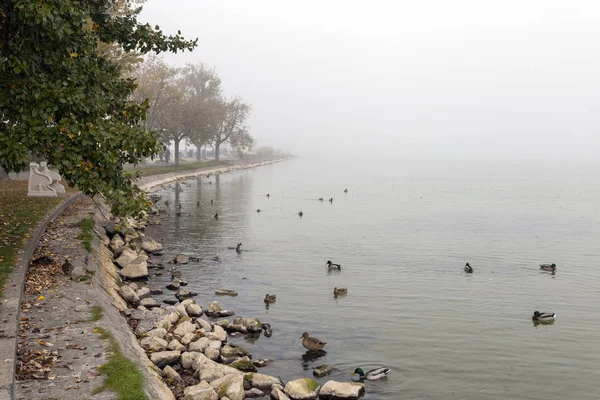 Patos no lago Balaton — Fotografia de Stock